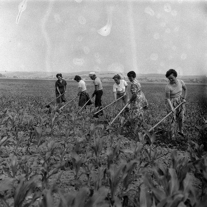 minerva_Agrar_c1_c6r3_017