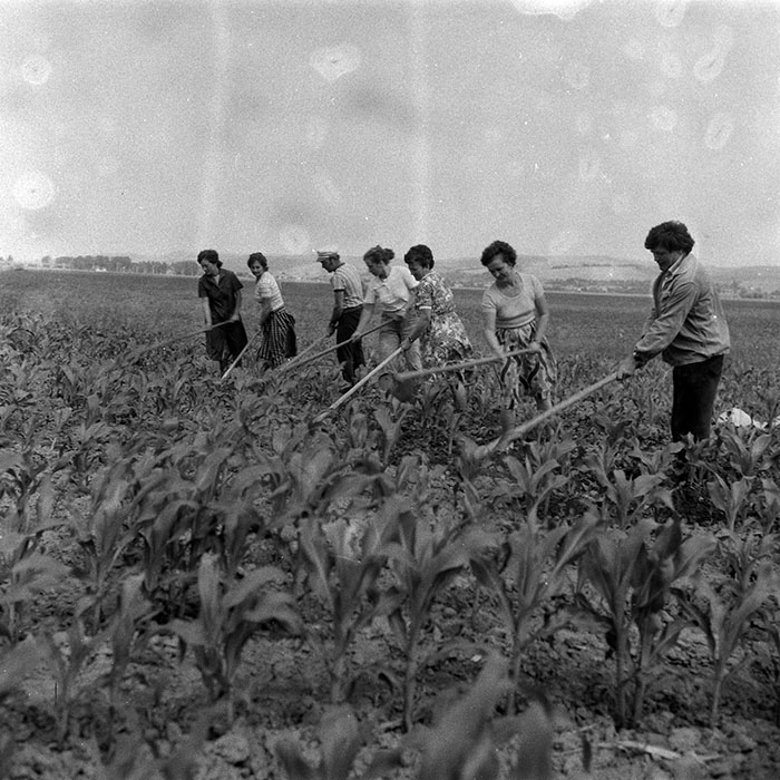 minerva_Agrar_c1_c6r3_018