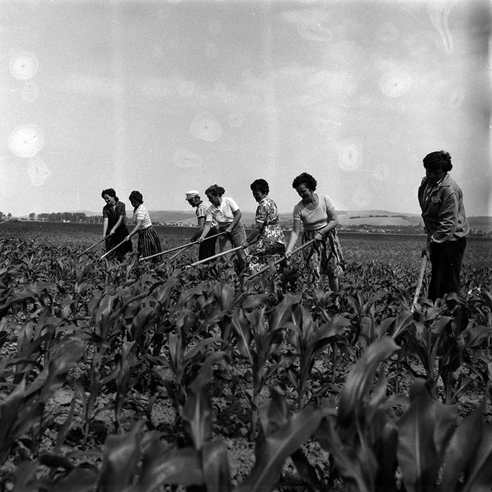 minerva_Agrar_c1_c6r3_019