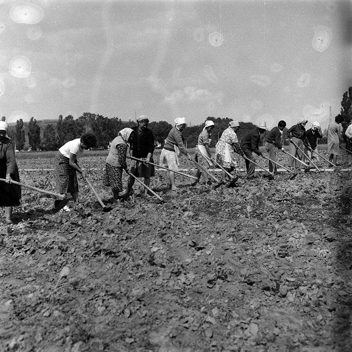 minerva_Agrar_c1_c6r3_020