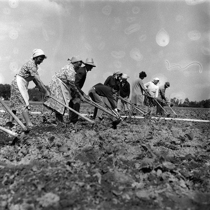 minerva_Agrar_c1_c6r3_022