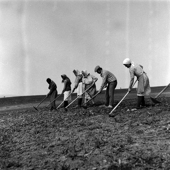 minerva_Agrar_c1_c6r3_028