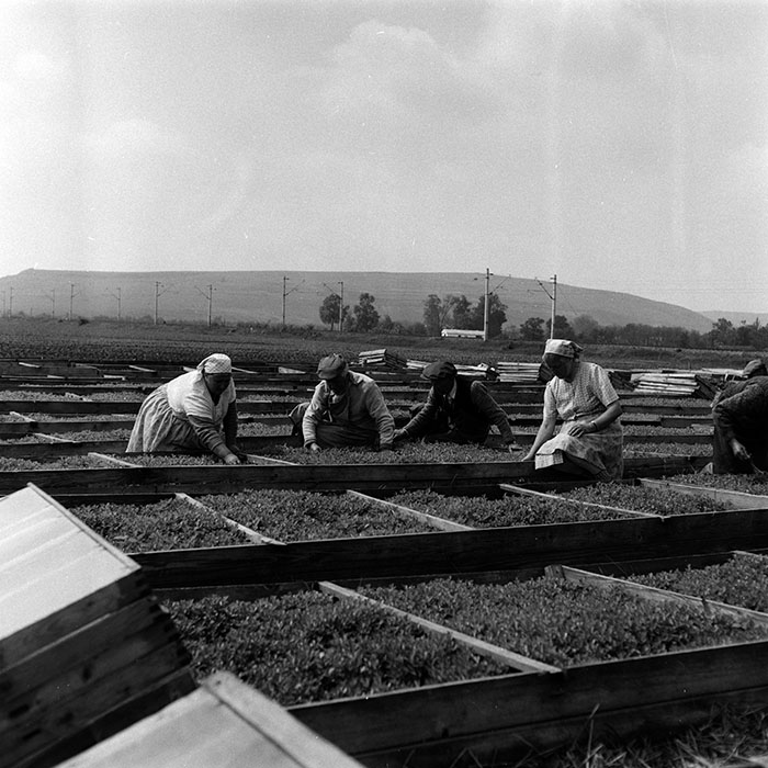 minerva_Agrar_c1_c6r3_031