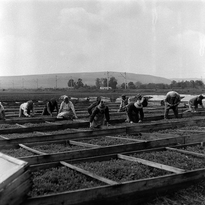 minerva_Agrar_c1_c6r3_032