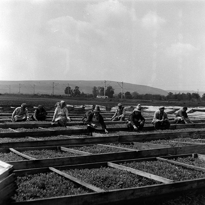 minerva_Agrar_c1_c6r3_033