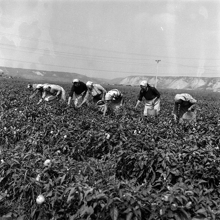 minerva_Agrar_c1_c6r4_004