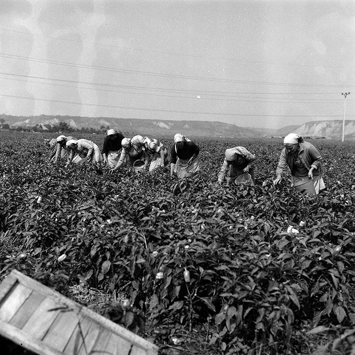 minerva_Agrar_c1_c6r4_005