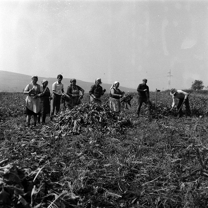 minerva_Agrar_c1_c6r4_011