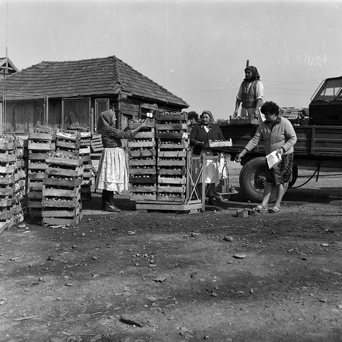 minerva_Agrar_c1_c6r4_013