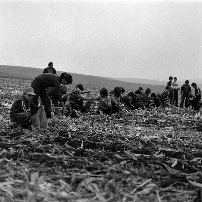 minerva_Agrar_c1_c6r5_005