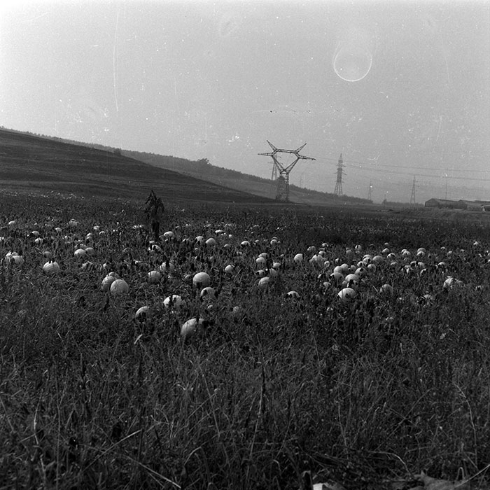 minerva_Agrar_c1_c6r5_010