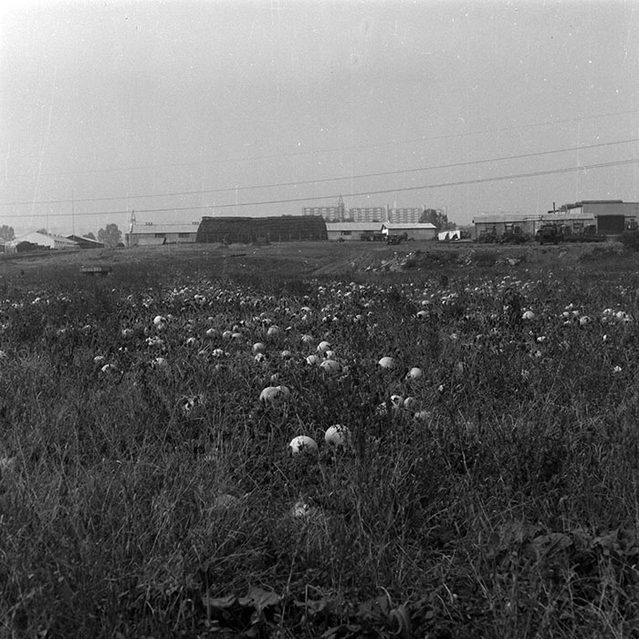 minerva_Agrar_c1_c6r5_011