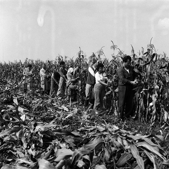 minerva_Agrar_c1_c6r5_018