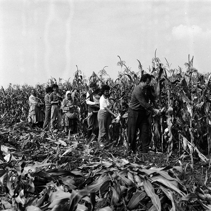 minerva_Agrar_c1_c6r5_019