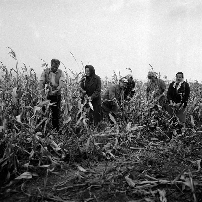 minerva_Agrar_c1_c6r5_022