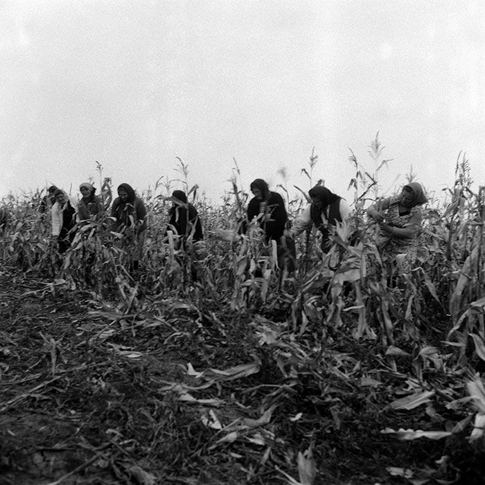 minerva_Agrar_c1_c6r5_024