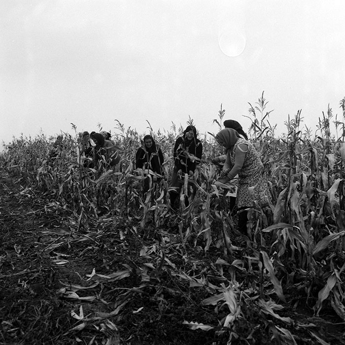 minerva_Agrar_c1_c6r5_025