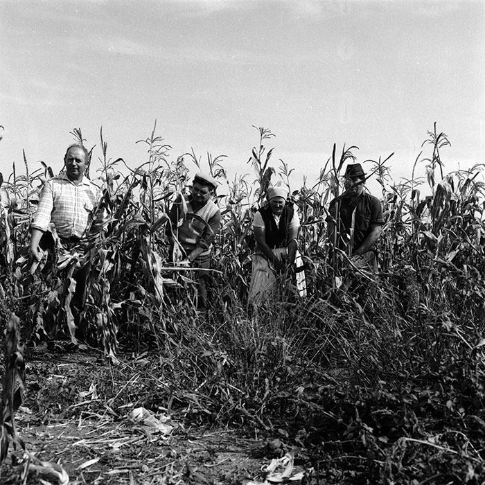 minerva_Agrar_c1_c6r5_041