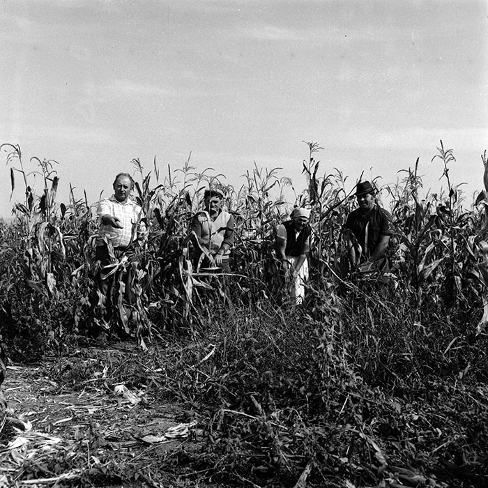 minerva_Agrar_c1_c6r5_042