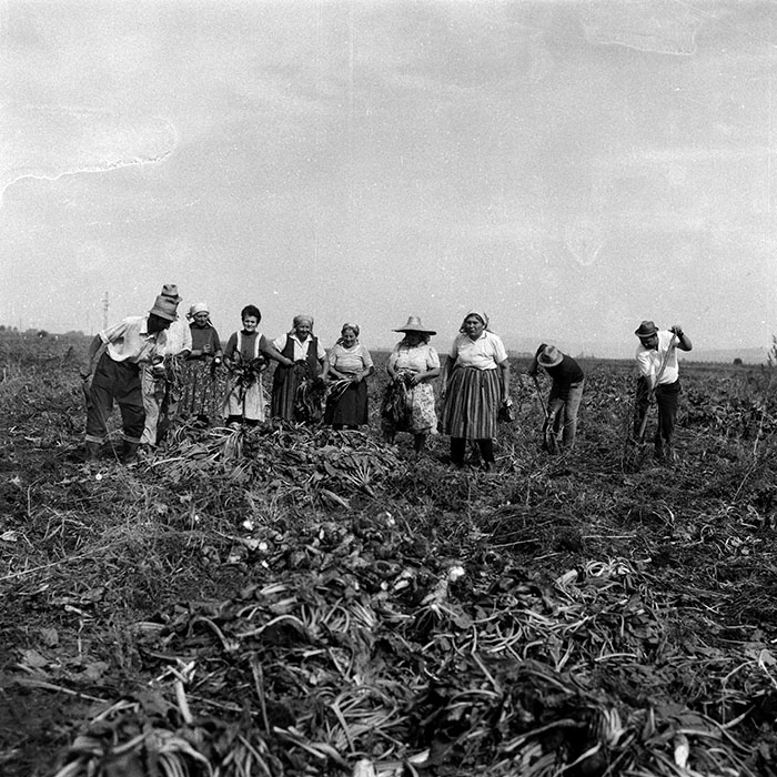 minerva_Agrar_c1_c6r5_044