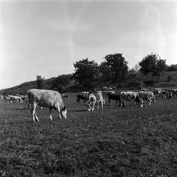 minerva_Agrar_c1_c6r5_052