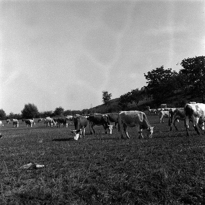 minerva_Agrar_c1_c6r5_054