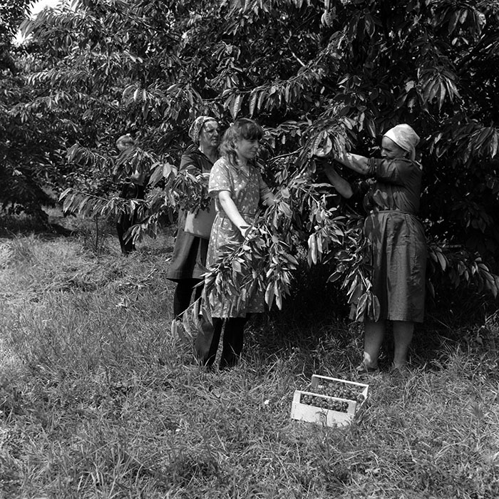 minerva_Agrar_c1_c7r3_011