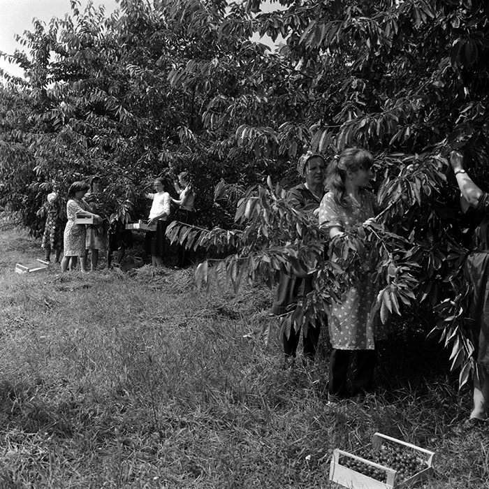 minerva_Agrar_c1_c7r3_012