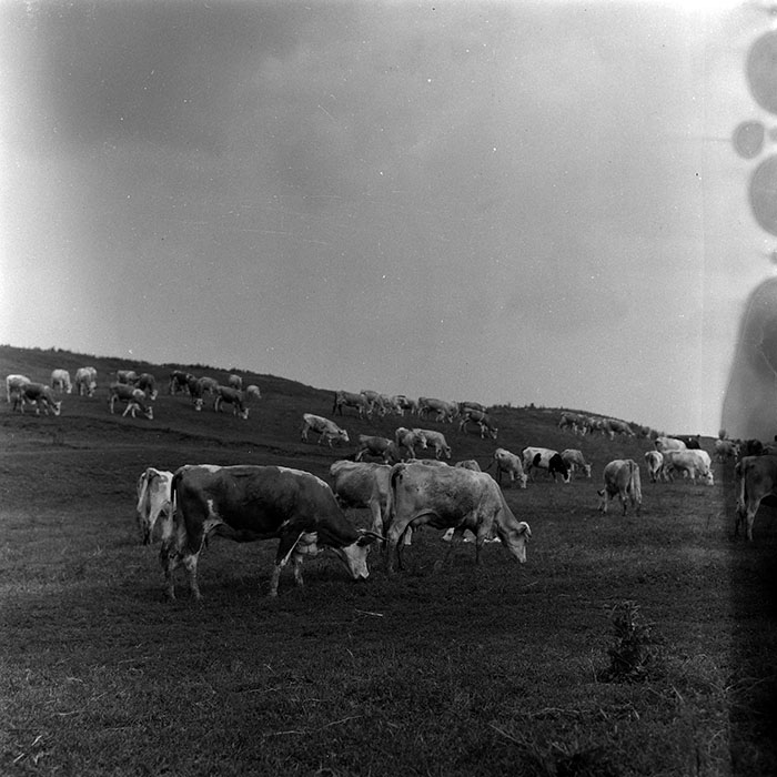 minerva_Agrar_c1_c7r4_010