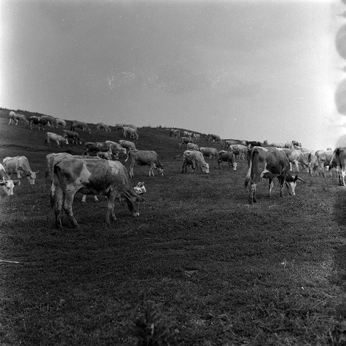 minerva_Agrar_c1_c7r4_011