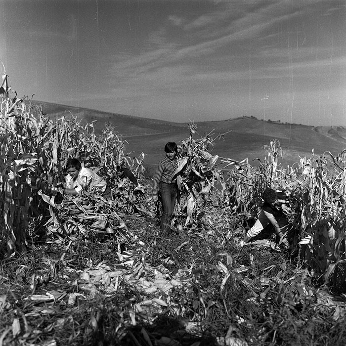 minerva_Agrar_c1_c8r3_004