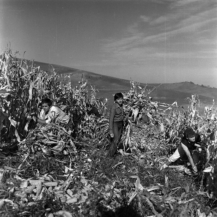 minerva_Agrar_c1_c8r3_005