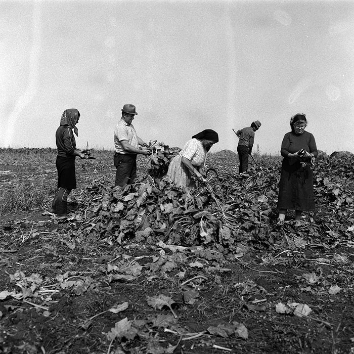 minerva_Agrar_c1_c9r1_015