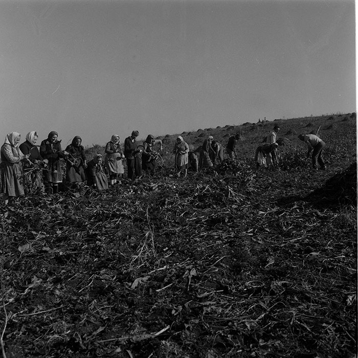 minerva_Agrar_c1_c9r2_008