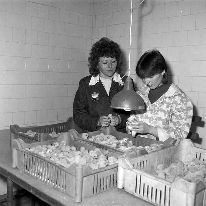 minerva_Constructii_c5r4_004