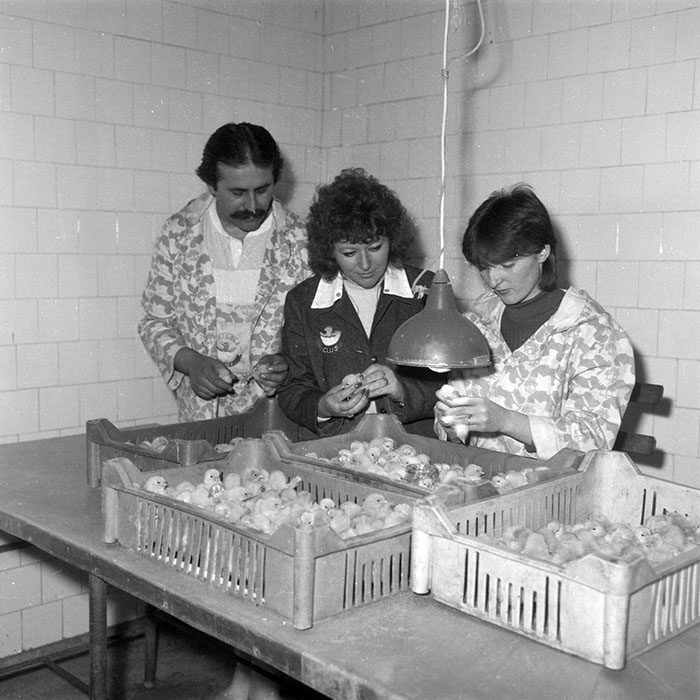 minerva_Constructii_c5r4_005