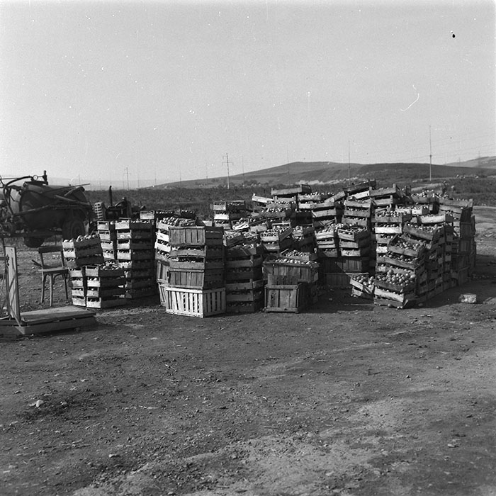 minerva_agricultura_1_c10r2_008