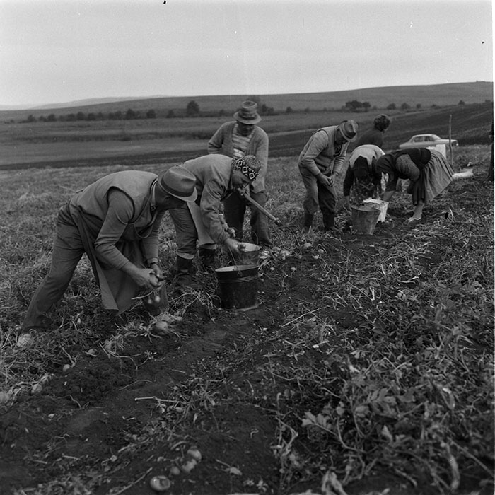 minerva_agricultura_1_c10r2_012