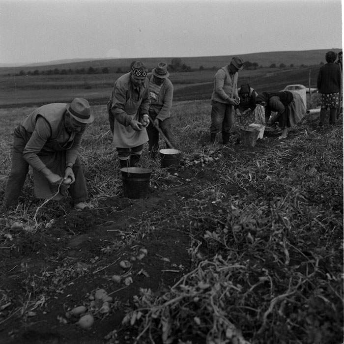 minerva_agricultura_1_c10r2_013