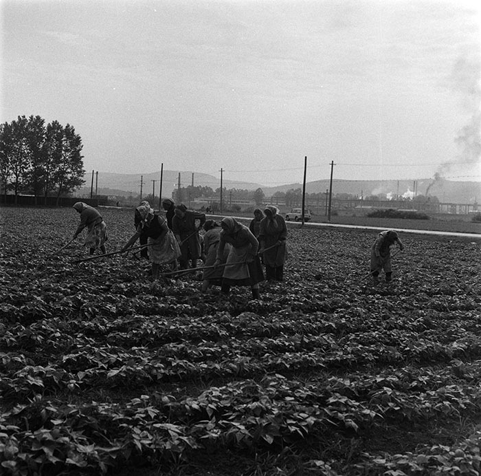 minerva_agricultura_1_c10r5_001