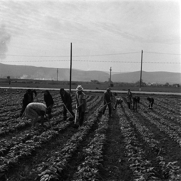 minerva_agricultura_1_c10r5_002