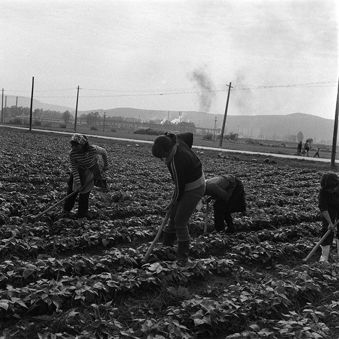 minerva_agricultura_1_c10r5_003