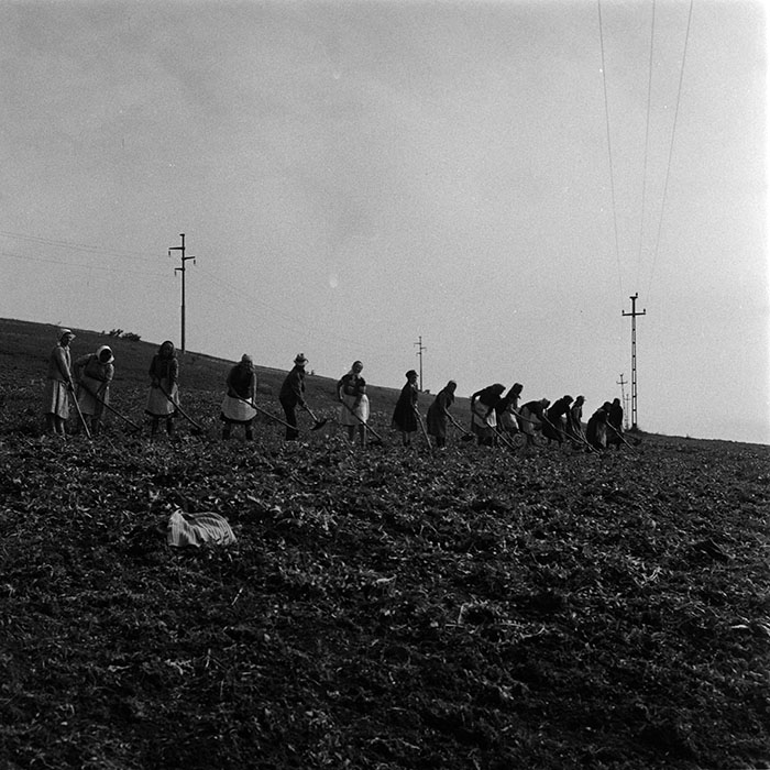 minerva_agricultura_1_c10r5_004