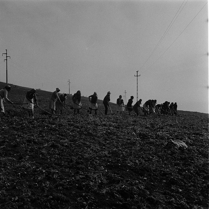 minerva_agricultura_1_c10r5_005