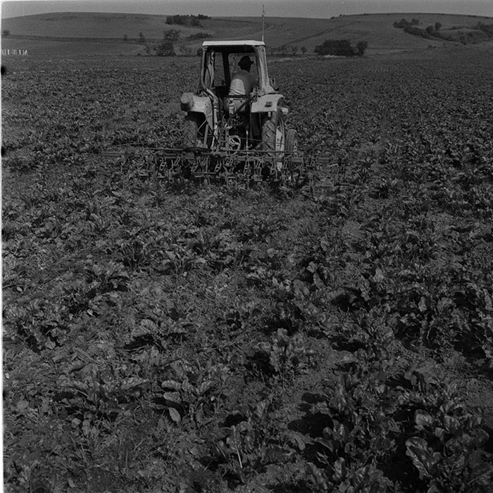 minerva_agricultura_1_c10r5_009