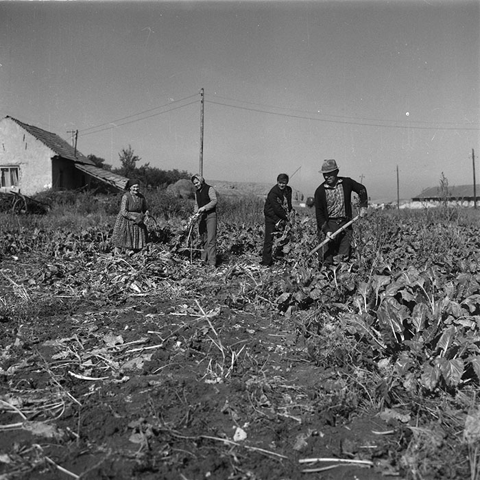 minerva_agricultura_1_c1r1_009