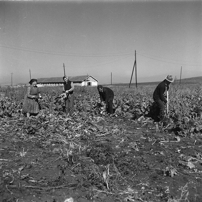 minerva_agricultura_1_c1r1_010