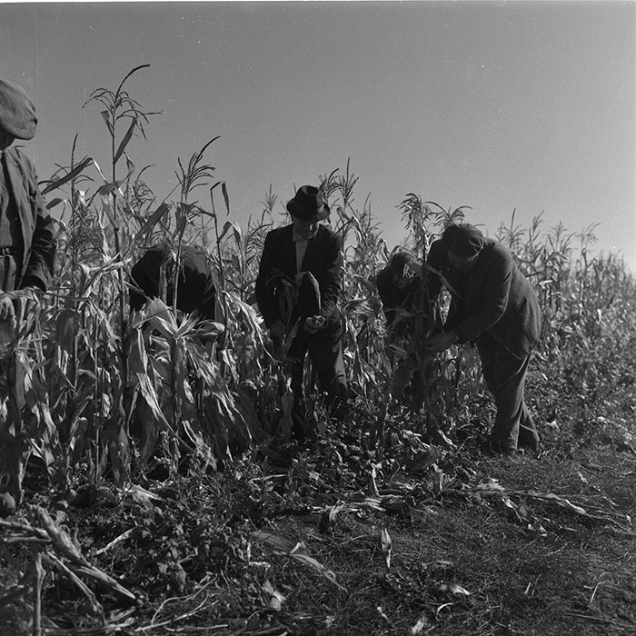 minerva_agricultura_1_c1r2_002