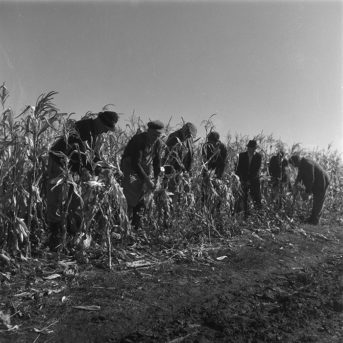 minerva_agricultura_1_c1r2_004