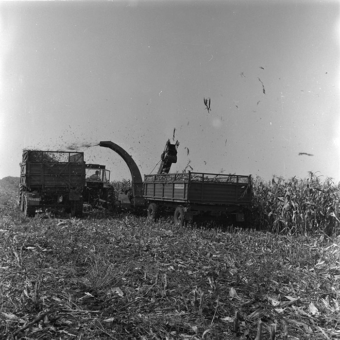 minerva_agricultura_1_c1r3_008